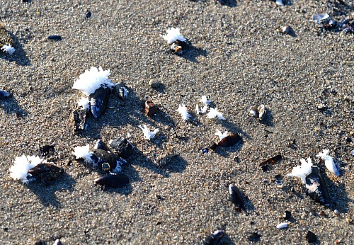 Warnemünde
Blue mussels with ice crystals
Coastline - Beach, Tourism, Public area/Beach, Fauna - Invertebrates
Svenja Höft, EUCC-D